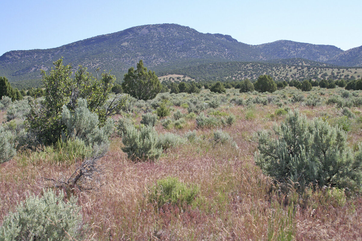 Invasive plants taking a toll on nation’s forests, including those in ...